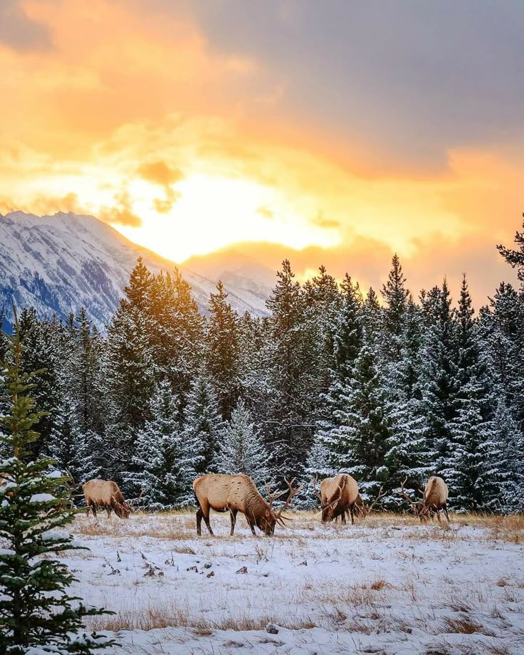 the image shows a scenic winter landscape featuring a herd of elk grazing in a snowy meadow. the background consists of snowcovered trees and mountains under a warm sunset sky.