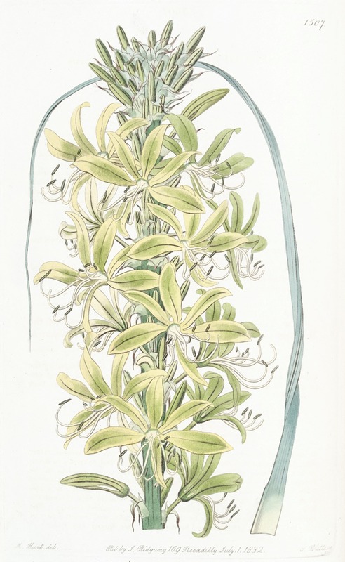 this is a vintage botanical illustration of a tall flower with green leaves and white blossoms. the flower stem extends vertically, with multiple flowers blooming along it. the petals are predominantly green and yellow, with delicate white filaments extending outwards. a long, curving green leaf frames the flower stalk, adding to the composition. the illustration style is detailed and intricate, capturing the plant's unique features. the image appears to be from an older botanical text, possibly dating back to the 19th century, based on the style and coloring.