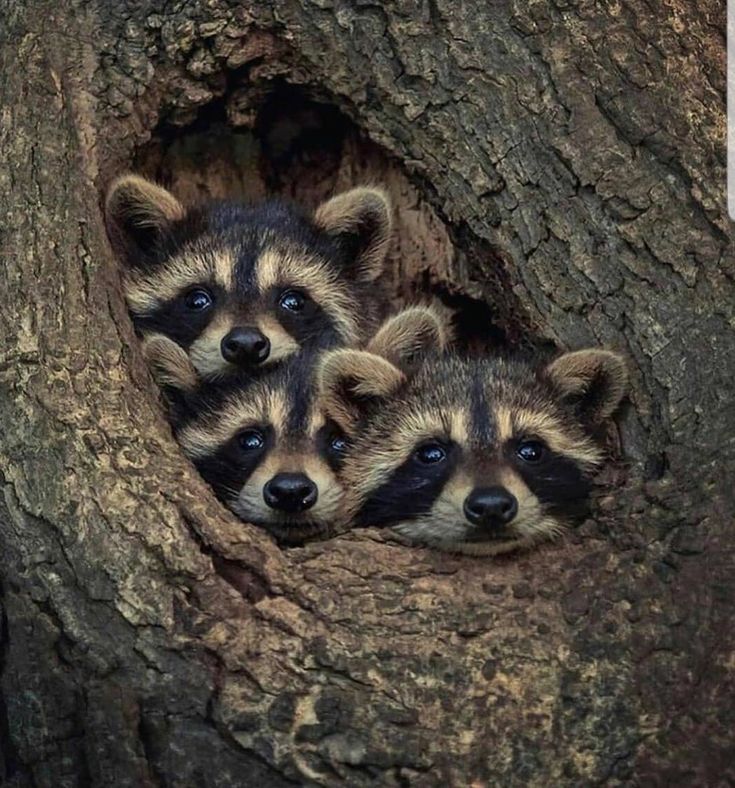 three baby raccoons are huddled together in a tree trunk, peering out with curious eyes. the raccoons' black masks and bushy tails are visible as they peek from the hollow of the tree. the rough bark of the tree provides a natural backdrop for the adorable scene. the raccoons seem to be hiding in their cozy shelter, but their playful expressions suggest that they are ready for a new adventure.