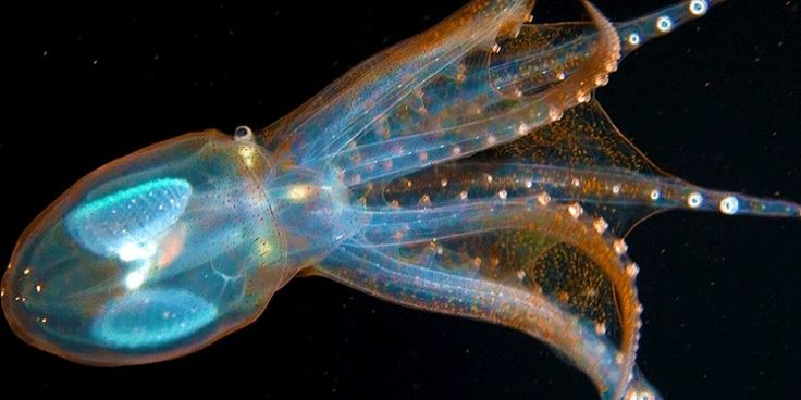 a translucent glass squid with bioluminescent organs swims through the deep ocean. its body is almost entirely transparent, allowing its internal organs to be seen. the squid's eyes are large and black, providing contrast against its clear body. the squid's eight arms are covered in photophores, which are lightproducing organs that help it to attract prey or communicate with other squid. the squid's arms are also covered in suckers, which help it to grip prey or to move around on the seafloor. the squid's body is sleek and streamlined, allowing it to move quickly through the water.