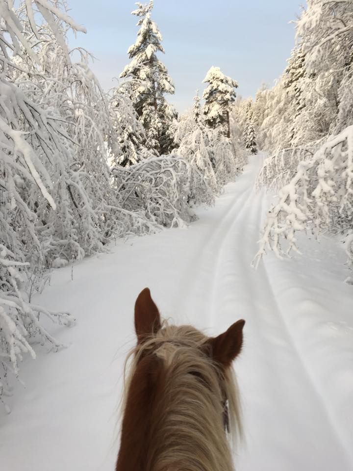 the image is taken from the perspective of someone riding a horse through a snowcovered forest. the horse, a palomino with a light mane, is in the foreground, and a path leads through the forest. the trees are heavily laden with snow, creating a wintry and peaceful landscape.