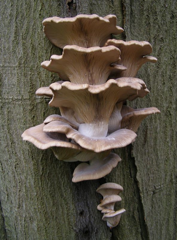 a cluster of oyster mushrooms growing on a tree trunk in a forest. the mushrooms are a light brown color and have a white underside. they are arranged in a layered stack, with the largest mushroom at the top and the smallest at the bottom. the tree trunk is a dark brown color and has a rough texture.  the photo is taken at a closeup angle, making it appear as if the mushrooms are hanging from the tree trunk.