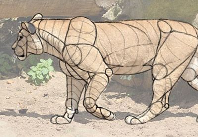 a pencil sketch of a lion walking overlaid on top of a photo of a lion walking.  the sketch shows the skeletal and muscular structure of the animal. the lion is in a zoo enclosure with dirt and a few plants are visible.