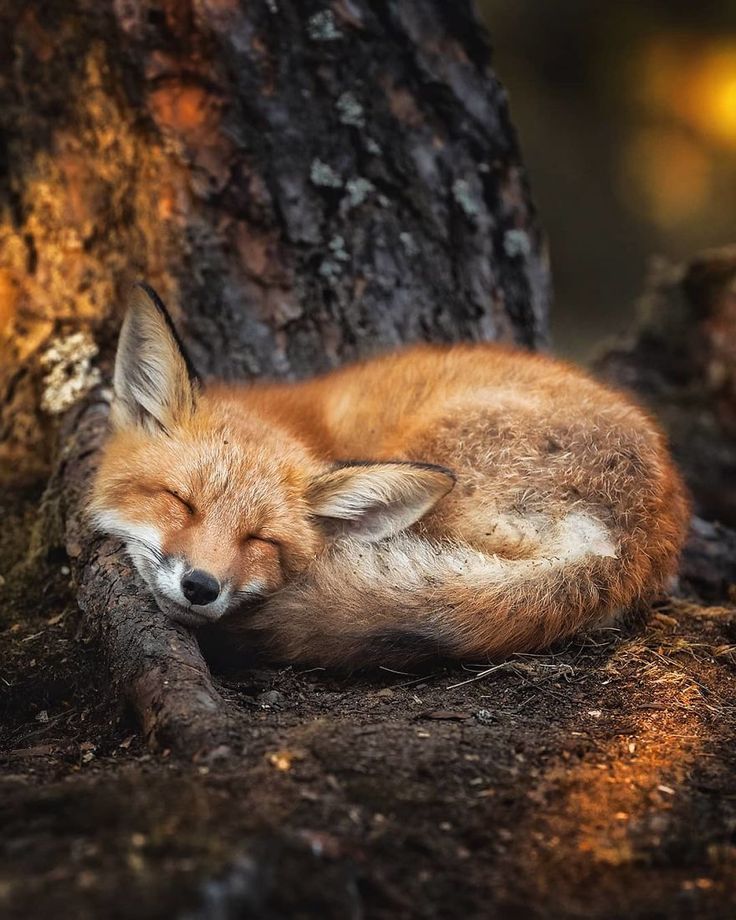 a red fox is curled up sleeping peacefully at the base of a large tree in a forest. the fox is covered in reddishorange fur and has a white tip on its tail. the fox's eyes are closed and its head is resting on its paws.  the fox is surrounded by brown leaves and dirt. the image is taken from a low angle, looking up at the fox.
