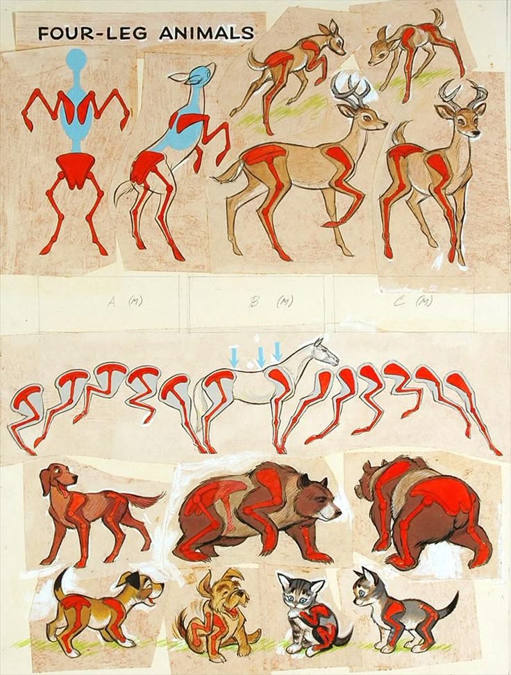 an anatomical illustration of various fourlegged animals, showing their skeletal and muscular structures. the animals depicted include deer, a horse, bears, dogs, and cats. the illustration is titled "fourleg animals". some of the animals have their skeletons and muscles highlighted in red and blue.