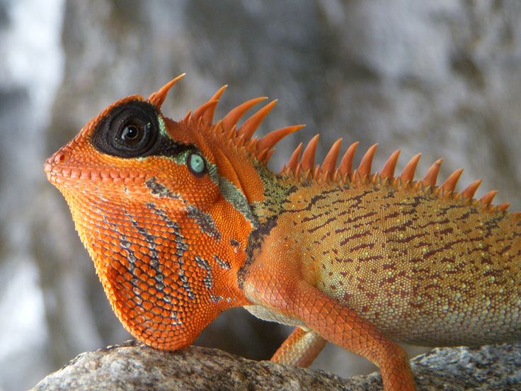 a closeup of a bright orange and brown lizard with green eyes and spiky scales. the lizard is perched on a rock and is looking to the left. the background is a blurry green and brown.