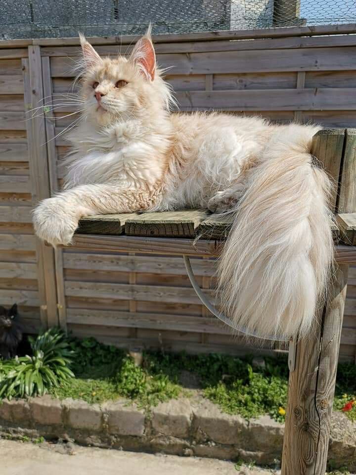 a large, lightcolored maine coon cat is lounging on a wooden platform in a garden. the cat has long, fluffy fur and a bushy tail. it is positioned on top of a weathered wooden structure with a fence behind it. green plants and a stone border are visible at the base of the structure. the scene is bathed in sunlight.
