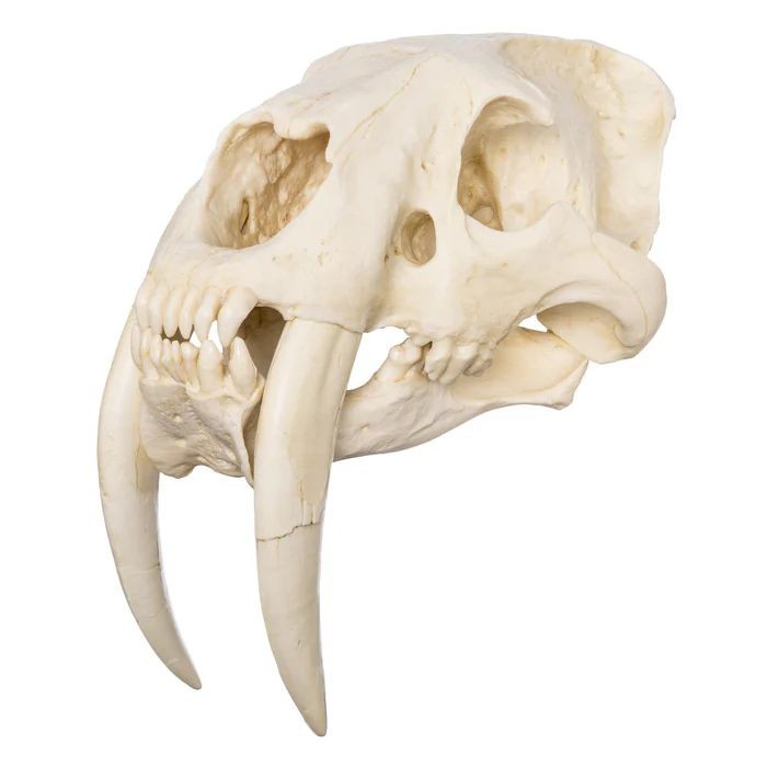 a closeup image of a sabertooth cat skull, showcasing the iconic long, curved canines. the skull is made of bone and has a natural, ivory color. the skull is isolated against a white background, highlighting its intricate details. the image suggests a sense of both beauty and danger, reflecting the power and ferocity of these extinct animals.