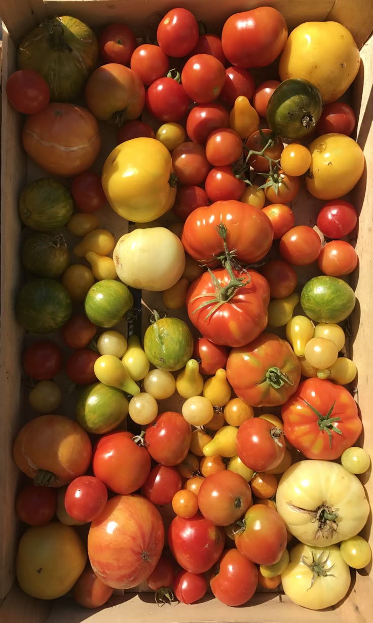 the image shows a variety of heirloom tomatoes in a wooden box. there are red, yellow, and green tomatoes in different sizes, including cherry tomatoes. the tomatoes appear to be freshly picked and ripe.