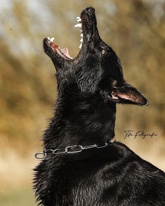 a closeup shot of a black dog, likely a belgian malinois or german shepherd, with its mouth wide open in a bark or growl. its teeth and tongue are visible, and its eyes are narrowed. the dog is wearing a chain collar, and its fur is wet. the background is blurred, but appears to be a field or park. the image is taken from a low angle, making the dog appear large and imposing.