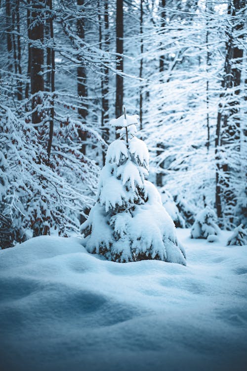 the image captures a serene winter scene in a forest, dominated by the presence of snow. thick layers of snow blanket the ground, coating the trees and transforming the landscape into a winter wonderland. tall, slender trees rise in the background, their branches adorned with snow, while smaller pine trees in the foreground are heavily laden with snow, creating a picturesque and cold atmosphere.