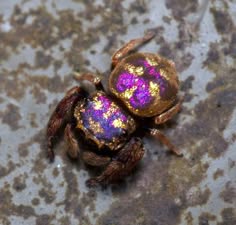 a closeup shot of a colorful jumping spider. the spider's abdomen is a vibrant purple and gold, with a distinctive pattern of spots and stripes. its legs are brown and hairy, and its eyes are large and black. the spider is perched on a rough, textured surface, possibly a rock or piece of bark. the image highlights the intricate details and beauty of this fascinating creature.