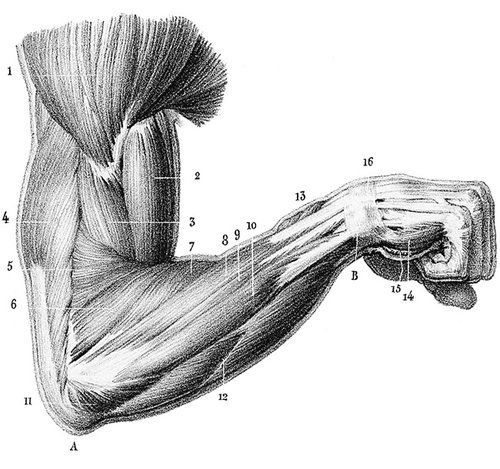 the image is a detailed anatomical illustration of a human arm, likely from a medical textbook. it showcases the intricate network of muscles, tendons, and bones that make up the arm's structure.  the muscles are rendered with fine lines to depict their fibrous nature and how they overlap. the illustration is labeled with numbers, likely corresponding to specific muscle groups for identification.