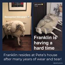 this is a funny meme about a sheep named franklin. the meme shows two pictures of franklin. the first picture is from when he was a young, healthy sheep. the second picture is from now, after many years of living in a house with his owner. he is now an older sheep, and he looks very tired and worn out. the caption of the meme reads, "recognise this guy? franklin is having a hard time. franklin resides at pete's house after many years of wear and tear." this meme is funny because it shows how the hardships of life can take a toll on a person or animal. it also makes fun of the fact that some people live in their homes for so long that they become worn out and tired.