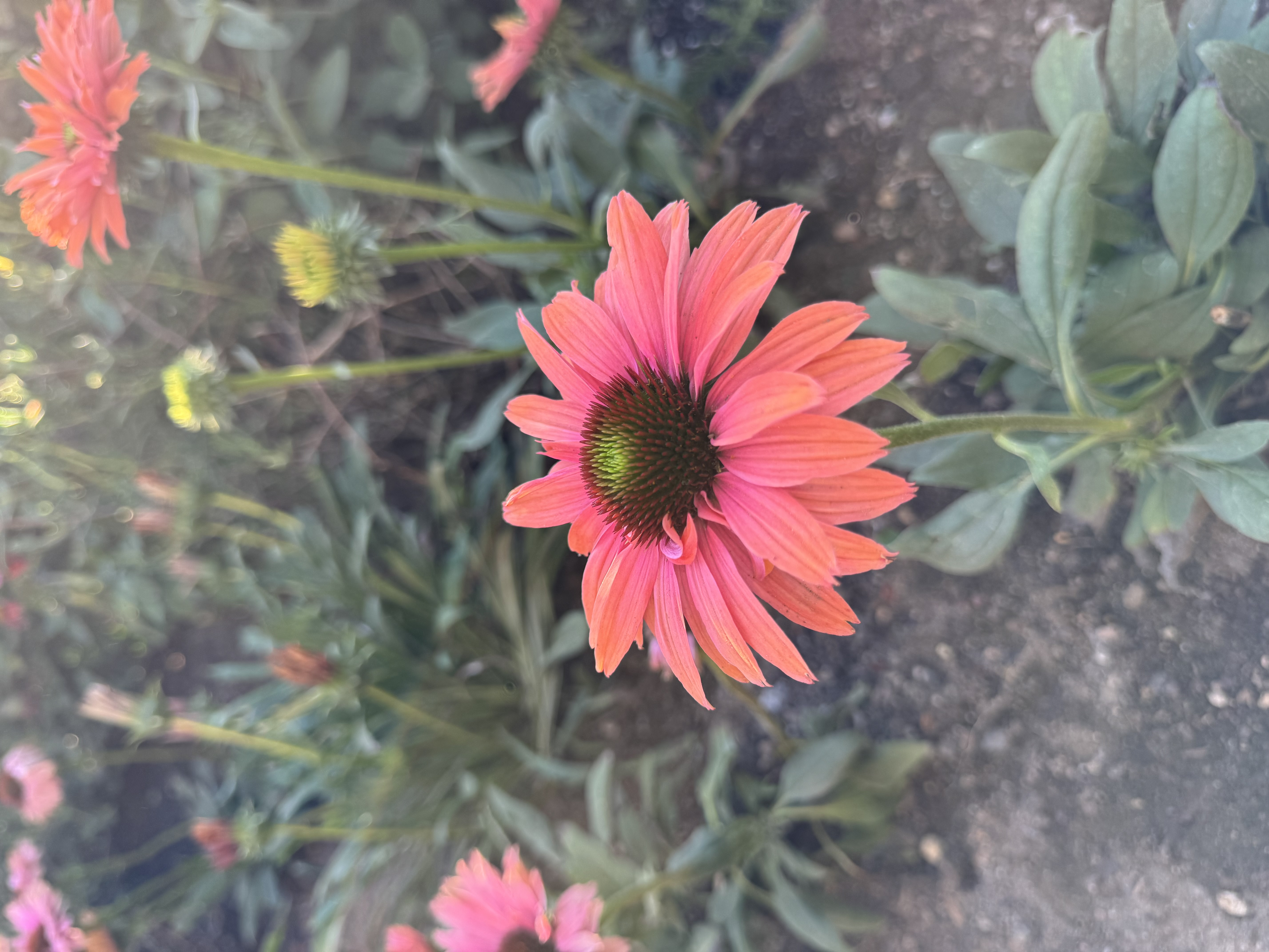 a vibrant orange coneflower in full bloom takes center stage, its petals radiating outward from a prominent brown center. this cheerful flower is surrounded by other coneflowers in various stages of bloom, their green foliage creating a lush backdrop. the garden setting is further emphasized by the presence of rich, dark soil.