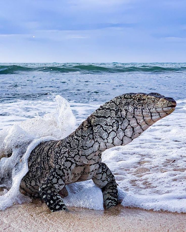a large monitor lizard emerges from the surf on a sandy beach. the lizard is covered in white foam and its scales are visible. the ocean waves are crashing behind it. the blue sky above is clear with a few white clouds.