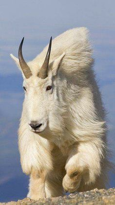 a mountain goat with white fur and horns stands on a rocky surface with a light blue sky in the background.
