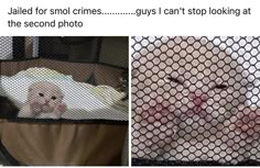 the top of the image shows a meme that says "jailed for smol crimes......guys i can't stop looking at the second photo". the photo on the left shows a small white kitten in a cat carrier. the photo on the right is the same kitten but the picture was taken through a mesh screen of some sort, which makes the kitten look much larger than it actually is. this is the "second photo" that the meme is referring to.