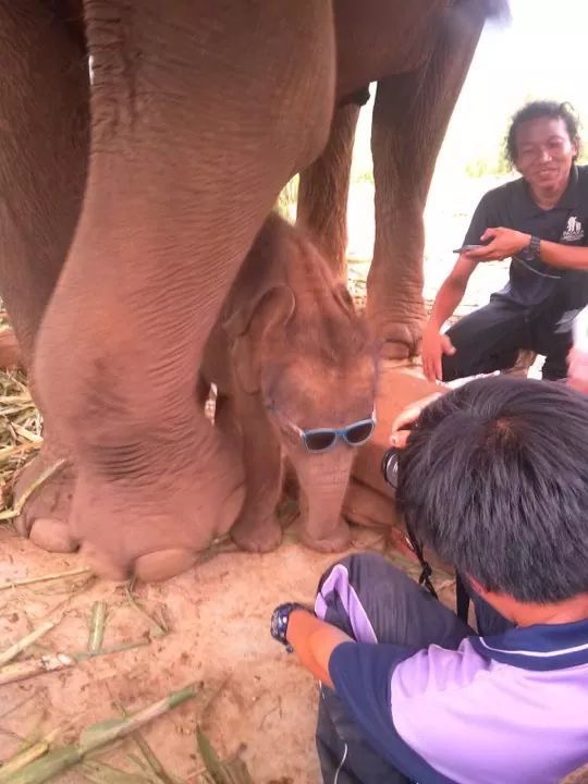 a baby elephant is wearing blue sunglasses while standing under its mother. there are three people in the image. one man is crouched down, looking at the elephant, while holding a camera. another man is standing, also looking at the elephant, while holding a phone in his hand. the third person's face is not visible in the image; only their arm is visible. based on the keywords, this image was most likely taken in thailand.