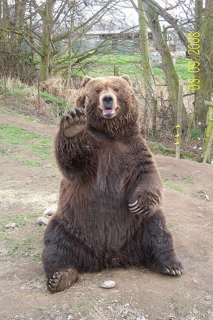 a large brown bear is sitting on the ground, looking at the camera with a curious expression. it is  in a forest setting, and its paws are visible. the bear's fur is thick and shaggy, and its claws are long and sharp. it's a wild animal, but it is sitting calmly, seemingly unbothered by the photographer's presence.