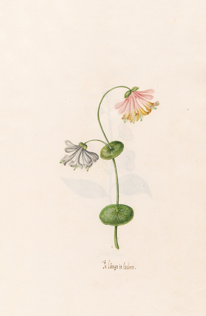 a detailed botanical illustration shows a single plant with two flowers and two leaves on a light background. one flower is pink and yellow, the other is light purple. below the plant is written text.