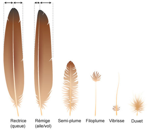the image displays seven different types of bird feathers, each labeled with its french and english name (where applicable).  the feathers are shown in size order, with the largest being the rectrices (tail feathers) and remiges (flight feathers), followed by progressively smaller feathers: semiplume, filoplume, vibrissa, and finally, down feathers (duvet).  the illustration provides a visual comparison of their size and general structure, highlighting the diversity of feathers found on a bird.  measurements (indicated by dotted lines) show the relative length of the largest two feather types.