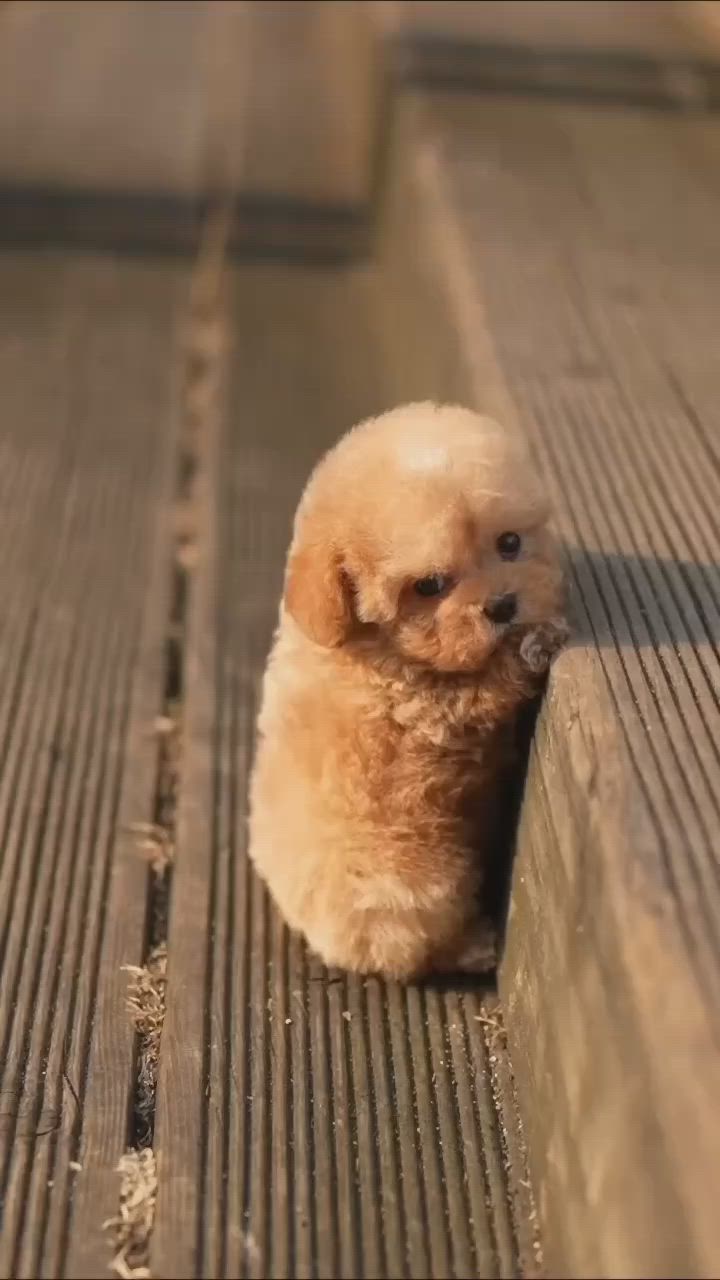 a small, fluffy brown puppy sits on a wooden staircase, looking down with its head tilted. the puppy's fur is soft and curly, and it's very cute. the stairs are made of dark wood with a light stain.  the puppy is sitting on the top step, and the stairs lead down to a lower level.