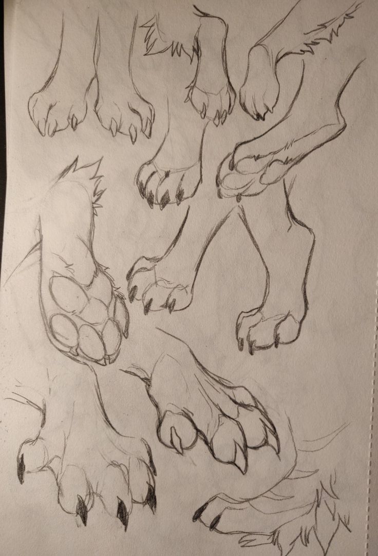 the image shows a page from a sketchbook containing several pencil sketches of animal paws in various positions. the paws are drawn from different angles and show the pads, claws, and fur details. the sketches seem to be focused on understanding the anatomy and structure of canine or feline paws.