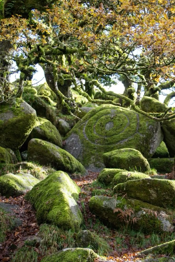 the image shows a mosscovered rock formation in dartmoor national park. the rocks are covered in vibrant green moss and lichen. a large rock in the center has a spiral design etched into it, also covered in moss. above, trees with mosscovered branches and some autumn leaves create a natural canopy. the scene evokes a sense of ancient, untouched wilderness.