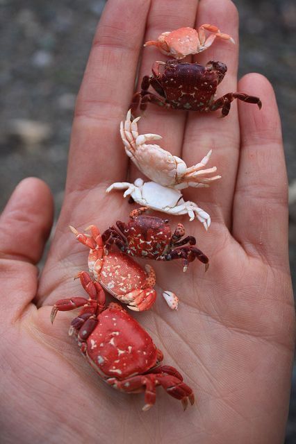 the image shows a variety of small crabs arranged in a line on a human hand. the crabs display a range of colors, including red, orange, white, and maroon. they vary in size and pattern. the hand is slightly cupped, holding the crabs securely. the background is blurred, focusing attention on the crabs and the hand.