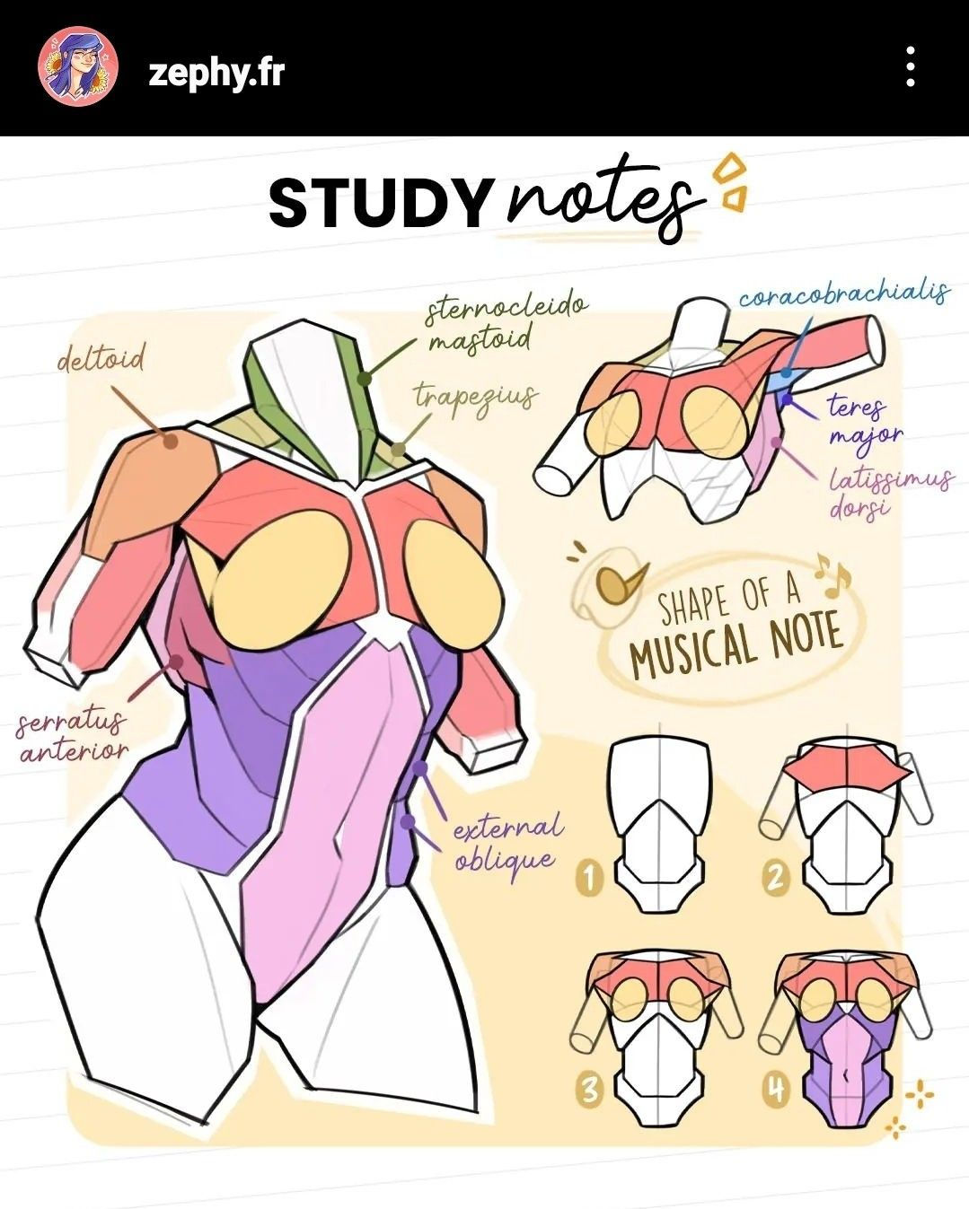 the image showcases stylized anatomy study notes focusing on the muscles of the female torso.  it's a digital illustration with colorcoded muscle groups labeled with their corresponding names.  the artist, zephy.fr, utilizes a unique and memorable visual aid, comparing the overall shape of the muscle structure to a musical note.  different steps are illustrated to help visualize and draw the torso.