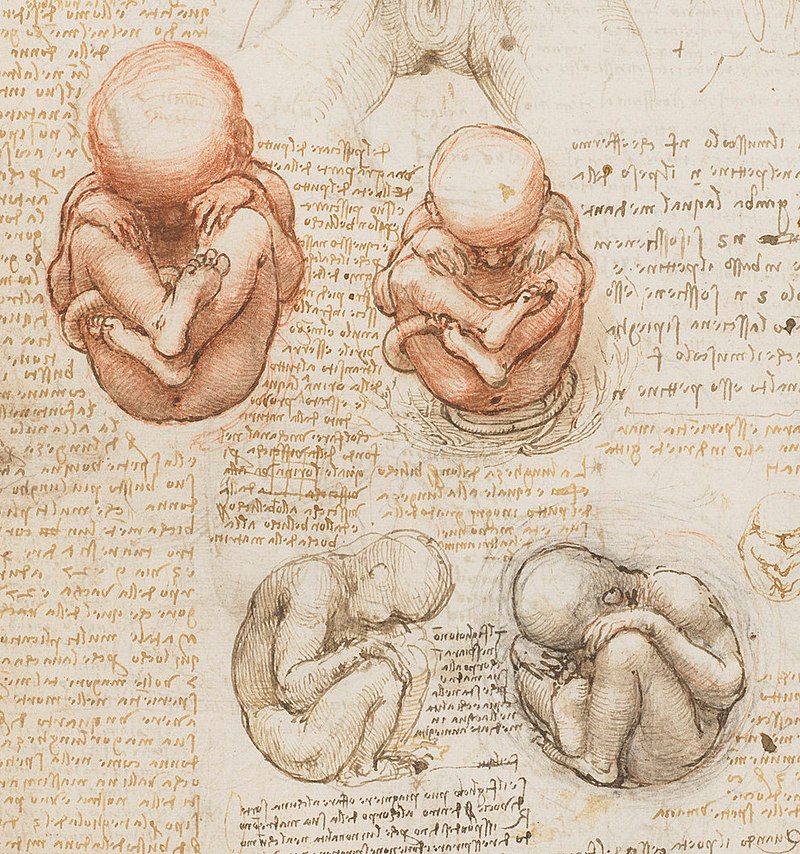 the image is an anatomical drawing by leonardo da vinci, featuring studies of fetuses in utero and other related sketches and notes. there are four depictions of fetuses in different poses, along with additional anatomical sketches, possibly of the female reproductive system, and handwritten notes in italian. the drawings are executed in red chalk and ink on paper.