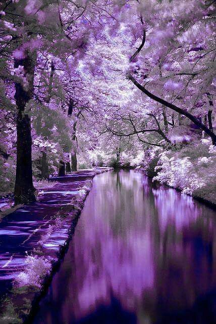 a serene landscape with a river flowing through a forest. the trees are adorned with vibrant purple foliage, creating a magical and dreamy atmosphere. the reflection of the trees in the water adds to the beauty of the scene. the pathway winding through the forest leads the viewer's eye into the distance. this image evokes feelings of peace, tranquility, and serenity.