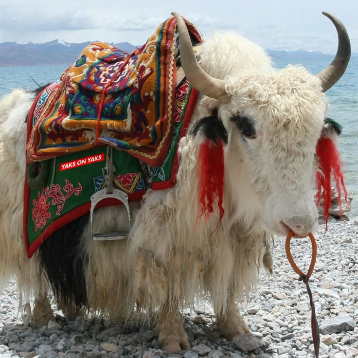 a white yak stands on a pebble beach near a body of water and mountains. the yak is adorned with a colorful saddle and has red tassels attached to its head, a nose ring, and a rope leading from the ring.