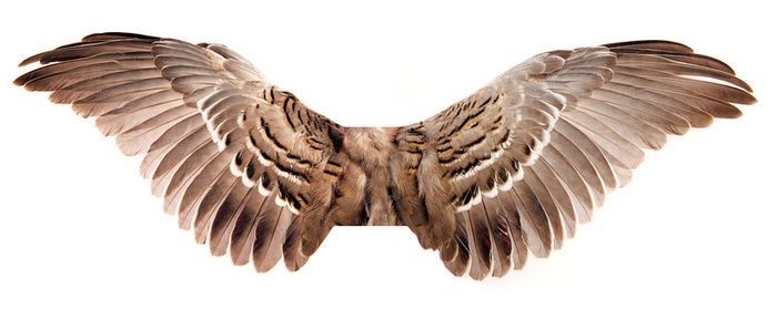 the image showcases a meticulously isolated pair of bird wings set against a pristine white backdrop. the wings, captured in exquisite detail, exhibit a captivating spectrum of brown hues and intricate feather patterns. the meticulous isolation of the wings amplifies their visual impact, drawing the viewer's attention to the intricate beauty and delicate structure of nature's design.