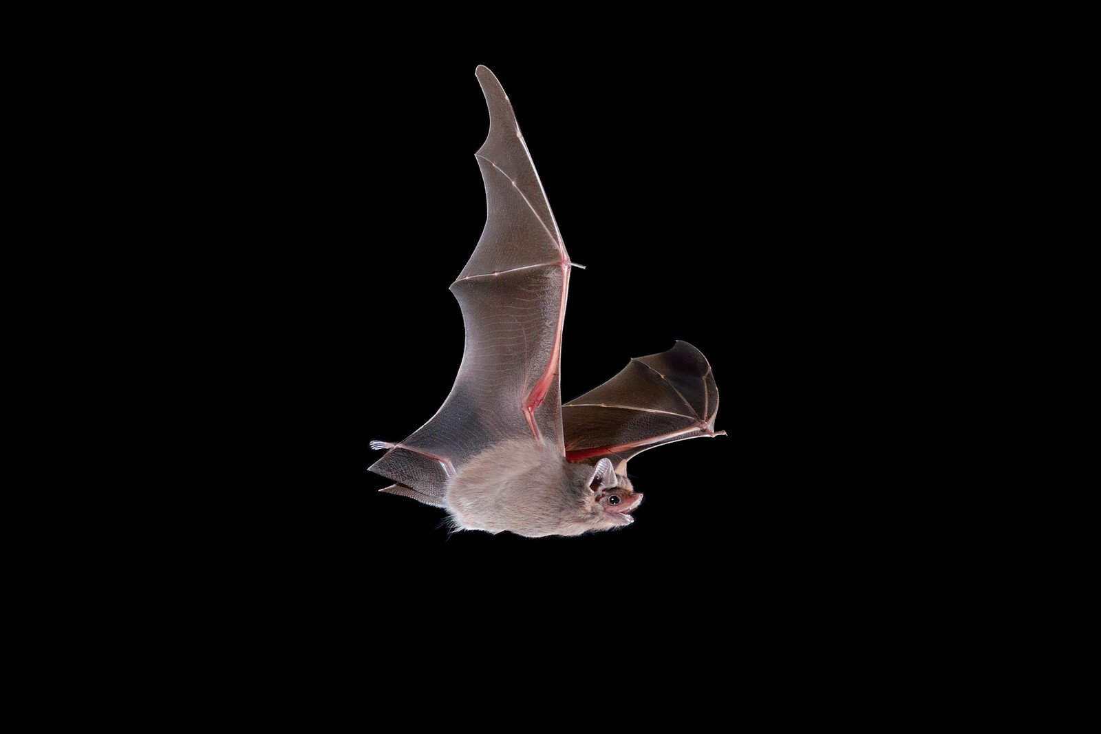 the image shows a single bat in flight against a pure black background. the bat is sharply focused and its wings are spread wide, showcasing the intricate detail of its wing membrane and bone structure. the bat's fur is a light graybrown.  the image is welllit, highlighting the textures and colors of the bat. the dark background isolates the subject and provides a dramatic effect, emphasizing its silhouette and flight.