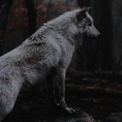 a lone grey wolf stands in the shadows of a dark forest. the wolf's eyes are piercing and its fur is thick and matted. it is looking towards the camera with an intense expression, giving the impression that it is both wary and watchful. the image is evocative and creates a sense of mystery and intrigue.