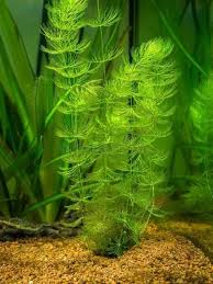 this is a closeup image of a lush green aquatic plant known as "foxtail" or "myriophyllum" species, thriving in an aquarium setting.  the vibrant green hues of the plant stand out against the blurred background of other aquatic plants and the earthy substrate at the bottom. the studio lighting enhances the details and colors of the plant and its surroundings.