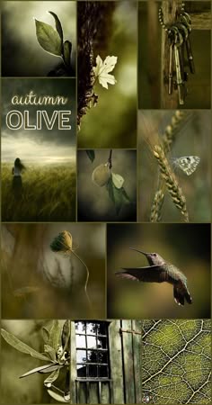 this image is a collage of different images of nature.  the images are all in shades of green, brown, and white.  the images include leaves, branches, trees, a key, a bird, a butterfly, a window, and a door. the image is meant to evoke a feeling of autumn and nature.