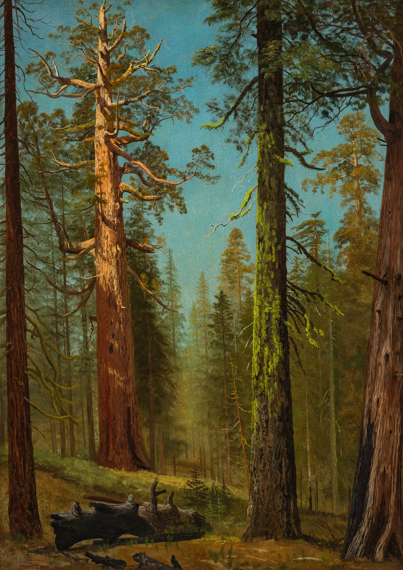 the painting depicts a view in a forest with several large redwood trees. the trunks are massive and some are covered in green moss. the branches reach out towards the light blue sky. a fallen log lies on the forest floor among the greenery and dappled sunlight. the overall impression is a peaceful and majestic natural scene.