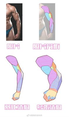 the image showcases an anatomy study for artists, focusing on the musculature of the male arm. it presents a reallife photo reference of a muscular man's arm alongside two simplified anatomical breakdowns. one breakdown highlights the major muscle groups with different colors, while the other further simplifies the forms into geometric shapes. this type of image is helpful for artists learning to draw the human form accurately.