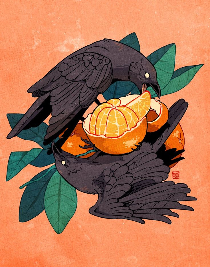 the illustration depicts two black crows interacting with a cluster of oranges.  one crow is perched atop the oranges, seemingly pecking at a segment, while the other is positioned below, also near the fruit. the oranges are depicted realistically, showing their segments and texture, while the crows have a more stylized, almost vintageinspired look with detailed feathers.  the background is a muted peach or orange tone, contrasting the dark crows and bright fruit. green leaves surround the oranges and crows, adding depth and context. the overall style is a blend of realism and stylized elements, resulting in a unique and somewhat whimsical depiction of nature.
