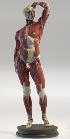a meticulously detailed anatomical sculpture of a male figure, showcasing the intricate layers of muscles, tendons, and bones. the figure is posed in a contrapposto stance, with one hand resting atop its head. the artistry highlights the complexity and beauty of the human form.