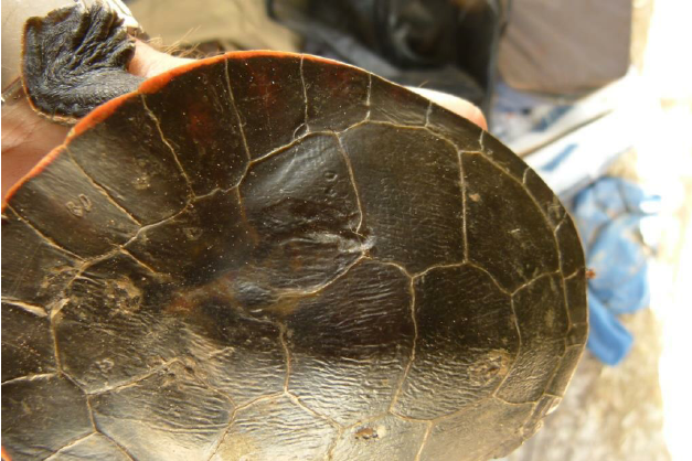 the image shows a closeup view of a turtle's shell being held by someone (hand partially visible). the shell has a dark brown to black coloration with visible scutes and a reddishorange edge. there appears to be some minor shedding or discoloration on the shell. the setting appears to be indoors under artificial lighting.