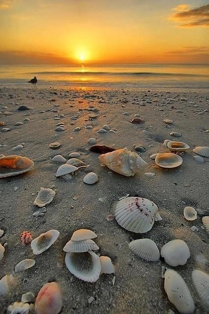 a beach scene with a golden sunset over the water. the sand is covered with shells of different sizes and shapes, and there are a few seagulls in the distance.  the sky is a mix of yellow, orange, and pink with some fluffy clouds. the water is calm and the scene is peaceful.