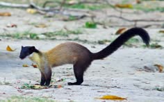 a yellowthroated marten is looking at the camera. it is standing on the ground in a forest with a blurry background. the marten has black fur on its back and tail and light brown fur on its body. the marten is looking at the camera. there are some leaves on the ground.