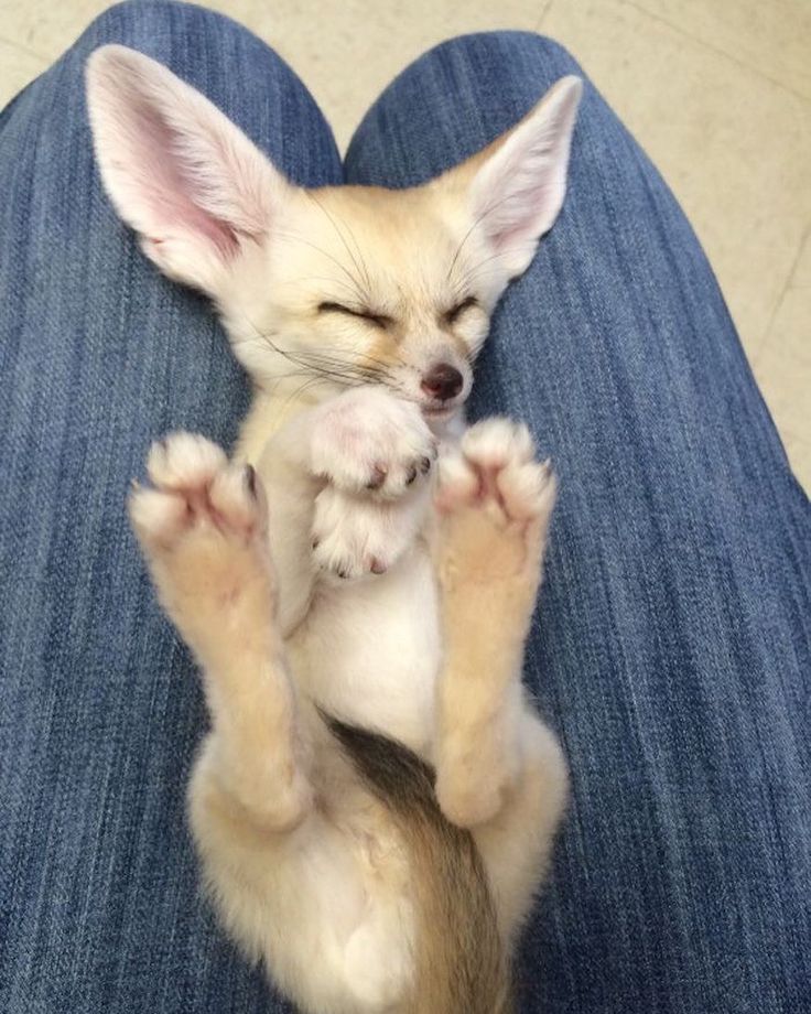 a cute fennec fox with large ears is sleeping in the lap of a person wearing blue jeans. the fox is white and cream colored with big ears. it is curled up in a ball and its eyes are closed. the fox's paws are visible in the image. the person's blue jeans are in focus in the background.  the photo was taken from a slightly elevated angle, so you can see the whole fox and part of the person's legs.  this photo is cute and adorable, and it captures the beauty of these small desert foxes.