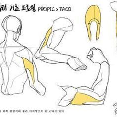 this image is an anatomical drawing of arm and back muscles. the drawing highlights the muscle groups in yellow and is presented as a guide for artists. the text at the top of the image appears to be korean.