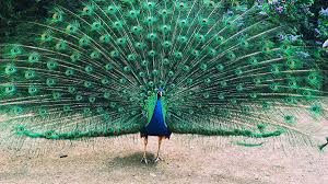 a peacock with its tail feathers spread out in a full display. the feathers are green and blue with iridescent colors. the bird is standing on a sandy ground with green foliage in the background.