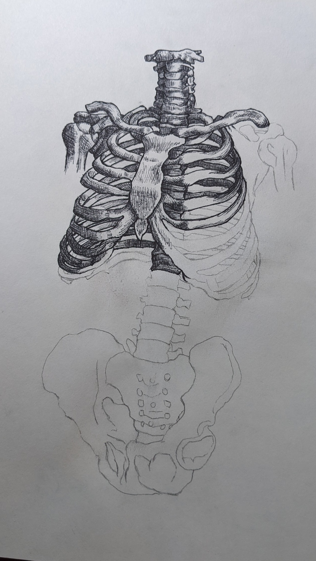 this is a pencil drawing of a human skeleton, showcasing the ribcage and pelvis. the drawing is detailed and accurate, capturing the complex structure of the bones. the shading and lines create a sense of depth and realism, highlighting the intricate details of the skeletal system. the drawing emphasizes the ribcage, with its numerous ribs connected to the sternum and vertebral column, forming a protective cage for the vital organs. the pelvis is depicted in detail, including the ilium, ischium, and pubis bones, which form a strong structure supporting the lower body. this artistic rendition of the human skeleton provides a compelling visualization of the intricate and essential framework of the human body.